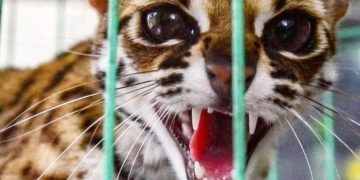 BBKSDA Riau Terima Empat Ekor Satwa Dilindungi Dari Warga Pekanbaru