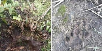 Jejak Tiga Ekor Harimau Masuki Wilayah Perkebunan PT KTU Siak