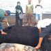 Duyung Ditemukan Mati di Pantai Dumai