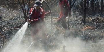 100 Hektar Lahan di Cagar Biosfer, Bagan Benio, Talang Muandau Terbakar, Tim BBKSDA Sudah 11 hari Berjibaku Padamkan Api