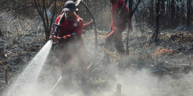100 Hektar Lahan di Cagar Biosfer, Bagan Benio, Talang Muandau Terbakar, Tim BBKSDA Sudah 11 hari Berjibaku Padamkan Api