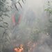 Hingga Awal Maret 2021, 120 Hektar Lahan di Bengkalis Terbakar