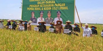 Bersama Gubri, Danrem dan Kapolda,  Bupati Rohil Panen Raya Bersama