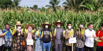 Bersama KT Mandau Makmur Mandiri, Camat Mandau Panen Raya Jagung Manis