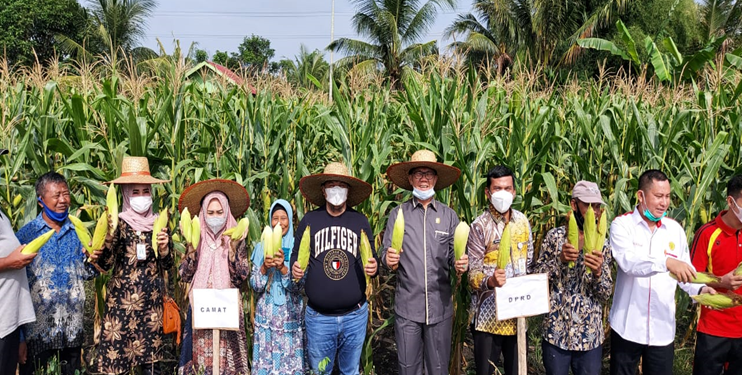 Bersama KT Mandau Makmur Mandiri, Camat Mandau Panen Raya Jagung Manis
