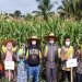 Bersama KT Mandau Makmur Mandiri, Camat Mandau Panen Raya Jagung Manis