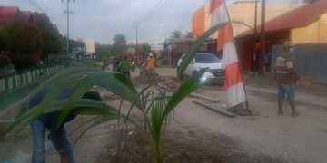 Jalan Lintas Teluk Kuantan-Rengat Rusak Parah, Warga Protes Tanam Pohon Kelapa di badan Jalan