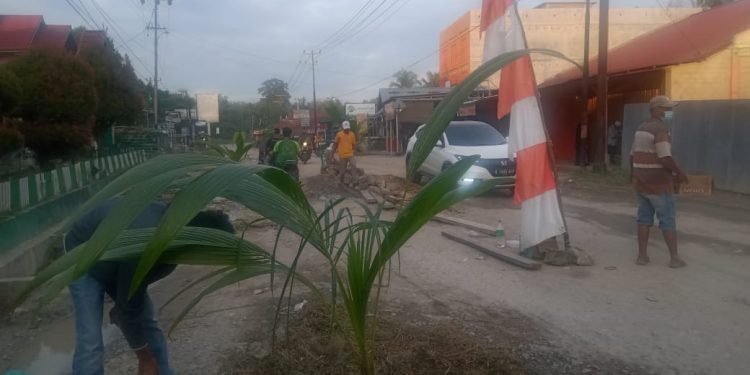 Jalan Lintas Teluk Kuantan-Rengat Rusak Parah, Warga Protes Tanam Pohon Kelapa di badan Jalan