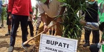 Bupati Suyatno Hadiri Penanaman Perdana Program Peremajaan Kelapa Sawit Rakyat  KUD Karya Mandiri.