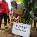 Bupati Suyatno Hadiri Penanaman Perdana Program Peremajaan Kelapa Sawit Rakyat KUD Karya Mandiri.