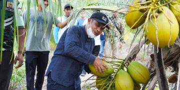 Potensi Menjanjikan, Pemkab Bengkalis Dorong Geliat Petani Kelapa