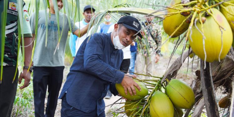 Potensi Menjanjikan, Pemkab Bengkalis Dorong Geliat Petani Kelapa