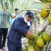 Potensi Menjanjikan, Pemkab Bengkalis Dorong Geliat Petani Kelapa
