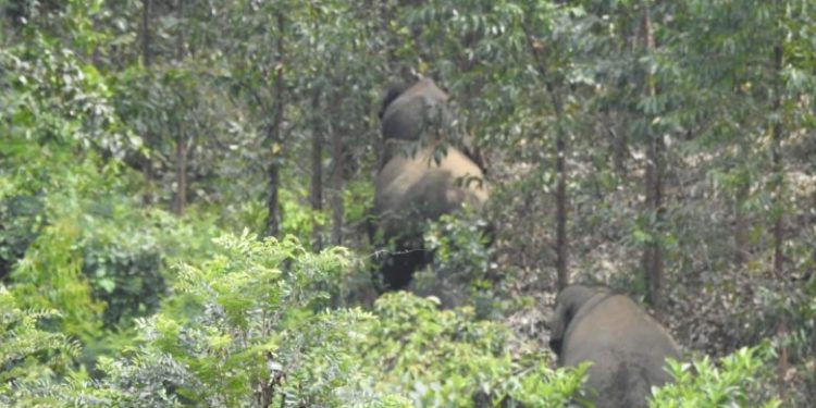 Kawanan Gajah Masuk Perkebunan di Kuansing, BBKSDA Turunkan Tim