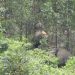 Kawanan Gajah Masuk Perkebunan di Kuansing, BBKSDA Turunkan Tim