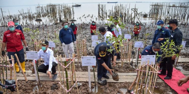 Menteri LHK Tanam Mangrove di Dumai, PEN Mangrove 2021 di Riau Dimulai