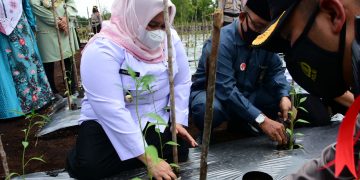 Bupati Kasmarni Bersama Kapolres Bengkalis Tanam Cabai Merah Kriting Program Kampung Tanguh