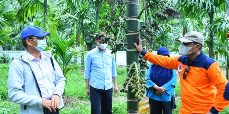 Apresiasi Kelompok Tani, Pemkab Bengkalis Dukung Kembangkan Pinang Lonjong