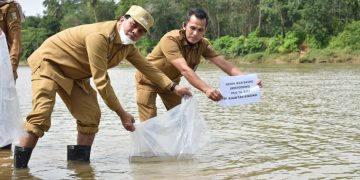 Wabup Kuansing Tabur Benih Ikan di Sungai Kuantan