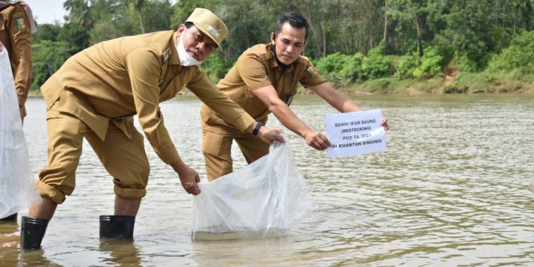 Wabup Kuansing Tabur Benih Ikan di Sungai Kuantan