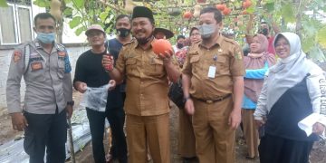 Wujudkan Ketahanan Pangan Koptan Beringin Berkah dan Mandiri Berkah Panen Perdana