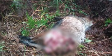 Harimau Sumatera Kembali Muncul di Riau, Dua Ekor Kambing Tewas Dimangsa