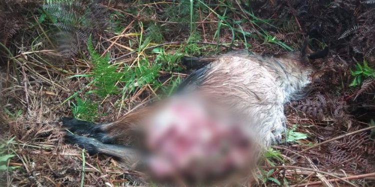 Harimau Sumatera Kembali Muncul di Riau, Dua Ekor Kambing Tewas Dimangsa