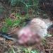 Harimau Sumatera Kembali Muncul di Riau, Dua Ekor Kambing Tewas Dimangsa