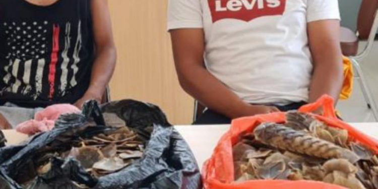 Jual Sisik Tenggiling, Pria di Siak Ditangkap Polda Riau