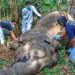 Gajah Betina Ditemukan Mati di Pelalawan Riau