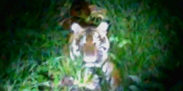 Seekor Harimau Muncul di Permukiman Warga Siak, Begini Penjelasan BBKSDA Riau