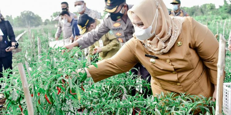 Bersama Kapolres, Bupati Kasmarni Lakukan Panen Cabe di Kampung Tangguh