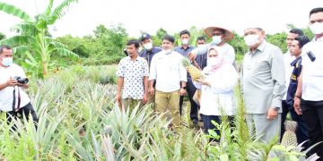Panen Raya Nenas, Kasmarni Harapkan BUMDesa Terus Gali Potensi