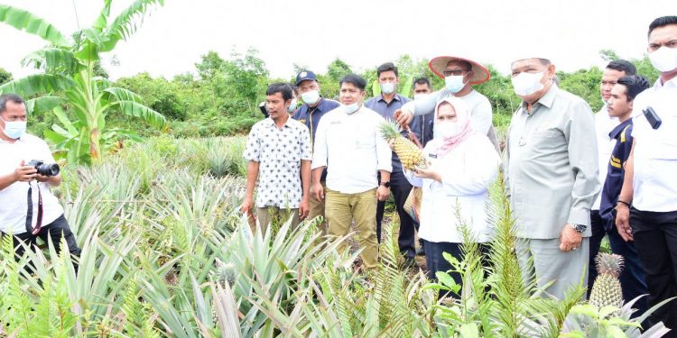Panen Raya Nenas, Kasmarni Harapkan BUMDesa Terus Gali Potensi