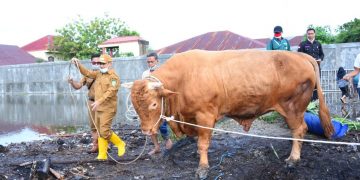 Wabup Bagus Santoso Lepas Sapi Qurban Pilihan Presiden RI Jokowi dari Bengkalis