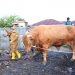 Wabup Bagus Santoso Lepas Sapi Qurban Pilihan Presiden RI Jokowi dari Bengkalis