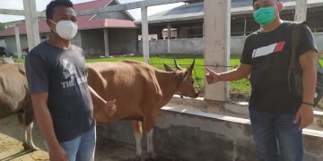Bupati Kasmarni Bantu 1 Ekor Sapi Kurban Untuk PWI Bengkalis