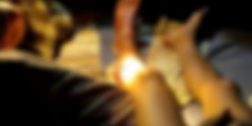 Warga Pelalawan Diserang Harimau Sumatera