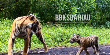 Harimau Sumatera dan 2 anaknya Muncul di Wilayah Indragiri Hilir