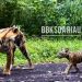 Harimau Sumatera dan 2 anaknya Muncul di Wilayah Indragiri Hilir