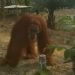 Orangutan Muncul di Perkebunan Warga Aur Cina Inhu