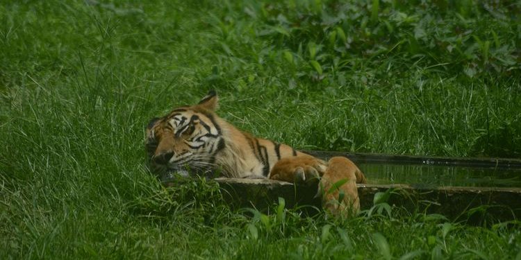 Cek Genset Saat Listrik Mati, Remaja di Siak Tewas diterkam Harimau
