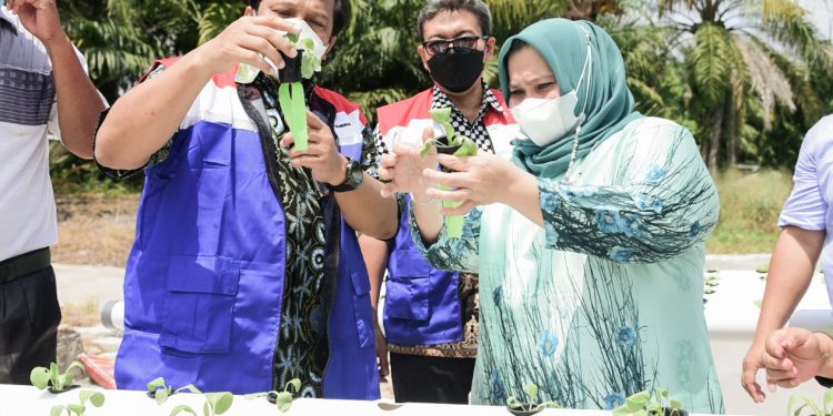 Bupati Kasmarni Apresiasi CSR PT Pertamina PDC,  Sejahterakan Masyarakat Melalui Pertanian Terpadu