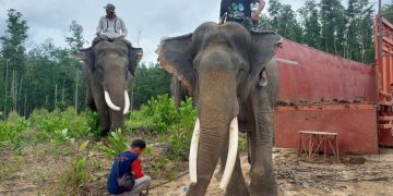 BKSDA Evakuasi Dua Gajah di Inhu