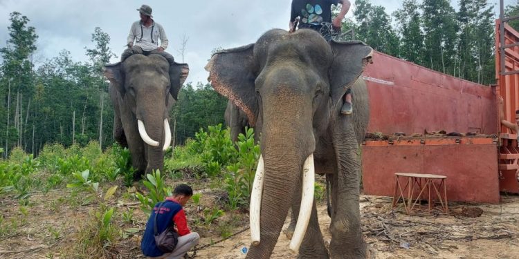 BKSDA Evakuasi Dua Gajah di Inhu