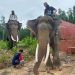 BKSDA Evakuasi Dua Gajah di Inhu