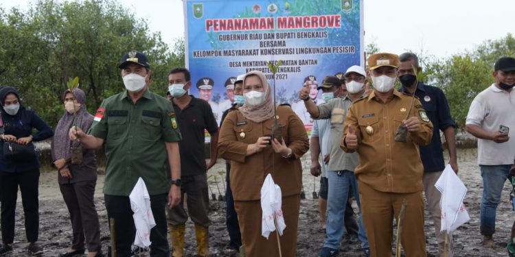Bupati Kasmarni dampingi Gubri Tinjau Penanaman Mangrove di Mentayan