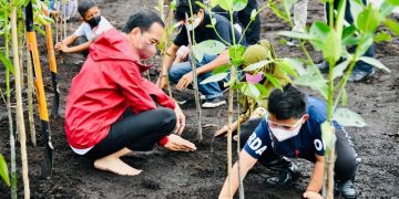 Tanam Mangrove Bersama Jokowi, Abeng Putra Kasmarni Ini Mengaku Bangga Sekali