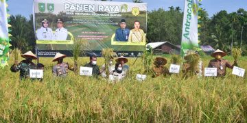 Bupati Kasmarni Bangga Bisa Panen Padi Bersama Petani Desa Mentayan