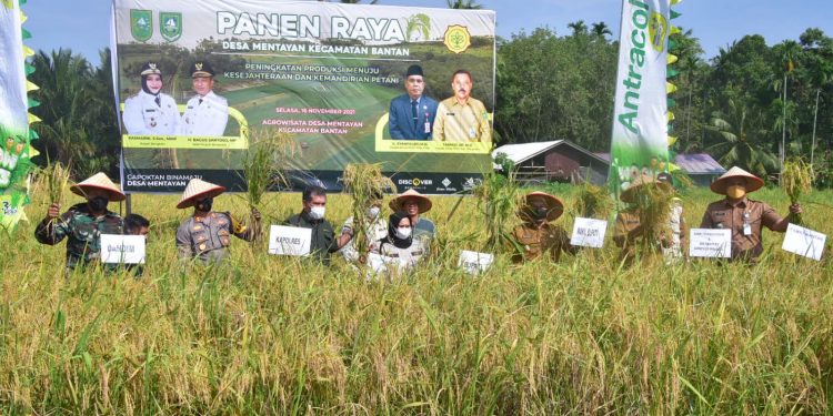 Bupati Kasmarni Bangga Bisa Panen Padi Bersama Petani Desa Mentayan